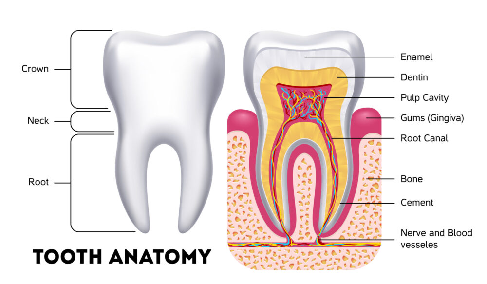 tooth anatomy root canal system in riverside california
