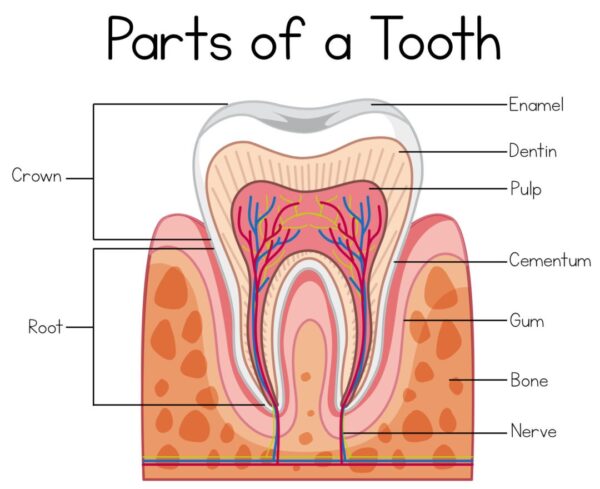 Parts of a Human Tooth